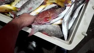 Early morning At Fish Market Live Video 2019