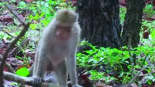 How Macaques hunting termite.