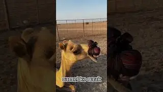Miracle in the desert🐪: baby camel's jaw-dropping adaptation ritual #shorts