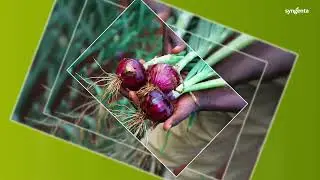 Africa Red F1: The Ultimate Red Onion Variety!