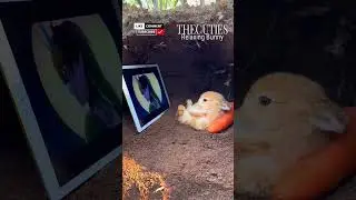 🤣Chillaxin Bunny movie time #shorts #viral #fyp #cute #chill