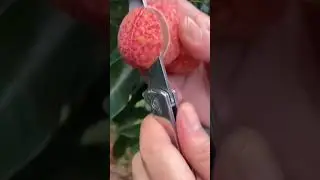 🤤JUICY LYCHEE! #fruit #fruitlover #fruitcutting #lychee #yummy #delicious #tasty #juicy #wow #sweet