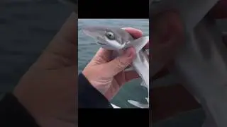 zarooratrishta fish video ||#facts #amazingfacts #shortsfeed #factshorts #funfacts #trendingfacts