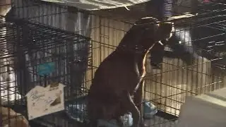 Pasadena Animal Shelter destroyed by tornado
