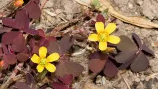 The Benefits of Creeping Wood Sorrel or Oxalis corniculata