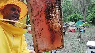 Alimento en colmenas Ecuador