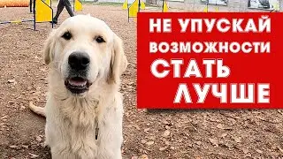 Тренировка по Аджилити, спортивному послушанию. Маргарита и Бим.