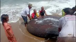 Amazing ❗ Tarik Jaring Pukat Pantai Nelayan Tradisional Panen Banyak Udang Rebon 