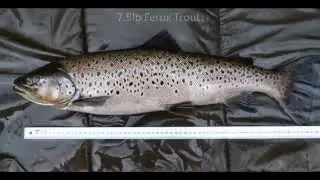 Ferox 85 Group - Catch and Release.