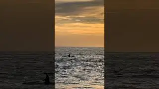 Sunset Dolphins🐬 #shorts#beach#lagunabeach#summer#dolphin#beautiful#beauty#peace#ocean#nature#short