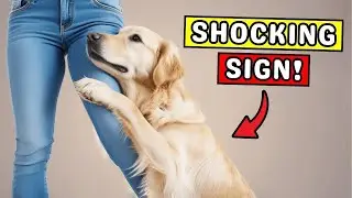 10 Shocking Signs Your Dog Sees You as Their Mom or Dad (Not Only Their Owner!) 😱