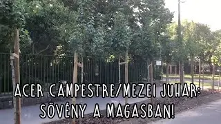 Acer campestre/Mezei juhar: sövény a magasban!