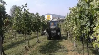 Vendemmia 2013 az. agricola Meggiolaro