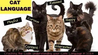 How to Understand Your Cat Better by Decoding Your Cat's Language & Body Signals