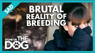 Victoria Uncovers the Reality of Dog Over-breeding🥺 |  It's Me or The Dog