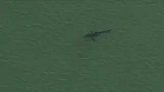 North Shore beach boosts shark monitoring after 2024 sightings