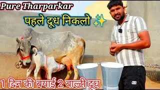 Pure Tharparkar ✨ पहले दूध निकलो ⭐ रिकॉर्ड के साथ खरीदो 👌4 टाइम दूध देखो फिर खरीदो🎁ट्रांसपोर्ट फ्री 