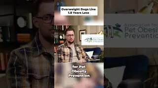 Overweight DOGS develop these PROBLEMS faster #petpriority #dogwellness #shorts