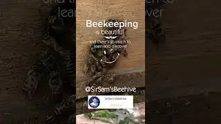 Beekeeping is beautiful! #beekeepingforbeginners #beekeepingtips #beekeeping #bee #bees #honeybees