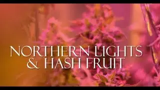 Jard&iacute;n Real Colombia / Northern Lights & Hash Fruit