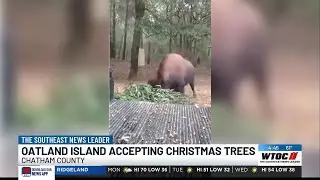 Oatland Island accepting Christmas tree donations for post-holiday animal enrichment