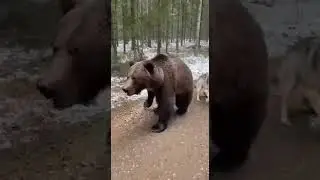 Bear Mother's Brave Rescue #BearRescue #Courage #WildlifeDrama