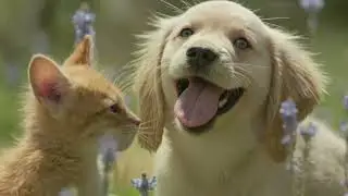 'Cats and Dogs' by EYLSIA (Sneak Peek)
