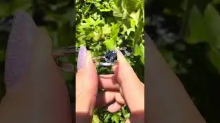 Alexandrite Leaf Engagement Ring. Alexandrite Leaf Engagement Ring.