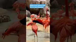 new bird video ll#shortsvideo #wildwildlife #animals #animallife