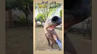 فاش كدخل الدوش 🤣😂😂 #shorts #funnyvideo