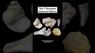 Opalized Objects #opals #dinosaur #gemstones #crystals #sharktooth #fossil #geology #gem #mosasaurus