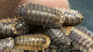 Cubaris /Nesodillo sp. Red Tiger Isopod Care Guide