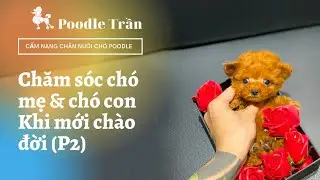 Chó Poodle | Cách chăm sóc chó mẹ và chó con khi mới chào đời P2 ( từ 0 đến 45 ngày tuổi )