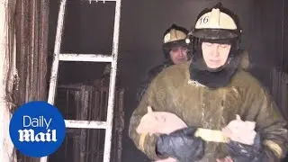 Three little pigs: Pigs get rescued from fire in barn - Daily Mail