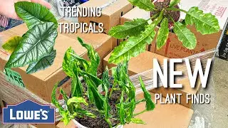 Finding a NEW RARE Trending Tropicals plant from Costa Farms and Urban Jungles NEW Houseplants!