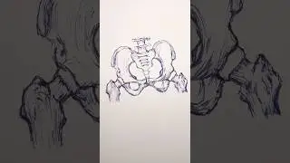Pelvic Bones