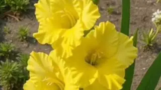 good morning friends welcome to my live me dosto 💕💕🙏🙏💕🙏