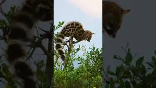 what's in the tree? natural sound no music
