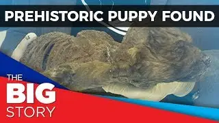 Russian scientists discover prehistoric puppy in permafrost