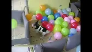 MOV04675