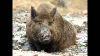 Eine Wildsau saß am Waldesrand-Die 3 Besoffskis