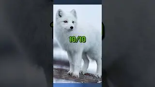Cutest Animals Ever..?!