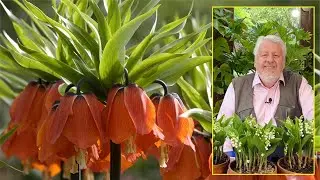 LE QUOTIDIEN DU JARDIN : FRITILLAIRES, FLEURS AUX BULBES CENSÉS ÉLOIGNER LES TAUPES (émission N°178)