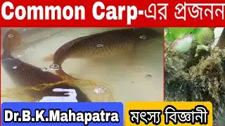 Live Common Carp Breeding🐟🐟 #commoncarp