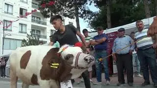 ZARA FESTİVALİ 2019 BUZAĞA YARIŞMASI