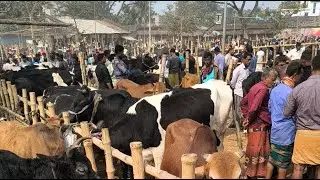 ২৬/০১/২৬ কেশবপুর গরুর বাজার