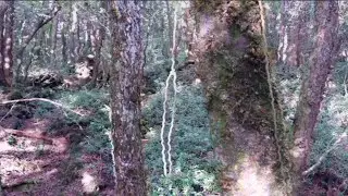 青木ヶ原樹海のロープと最後まで 最終章