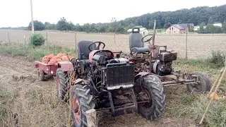 Kopanie ziemniaków 2018