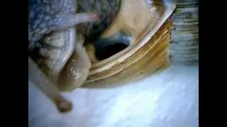 breathing pore (pneumostome) of a roman snail / Atemloch einer Weinbergschnecke