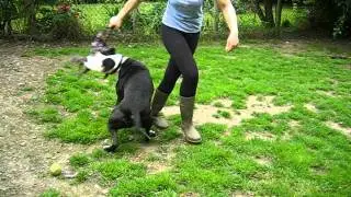 Taz 001.AVI